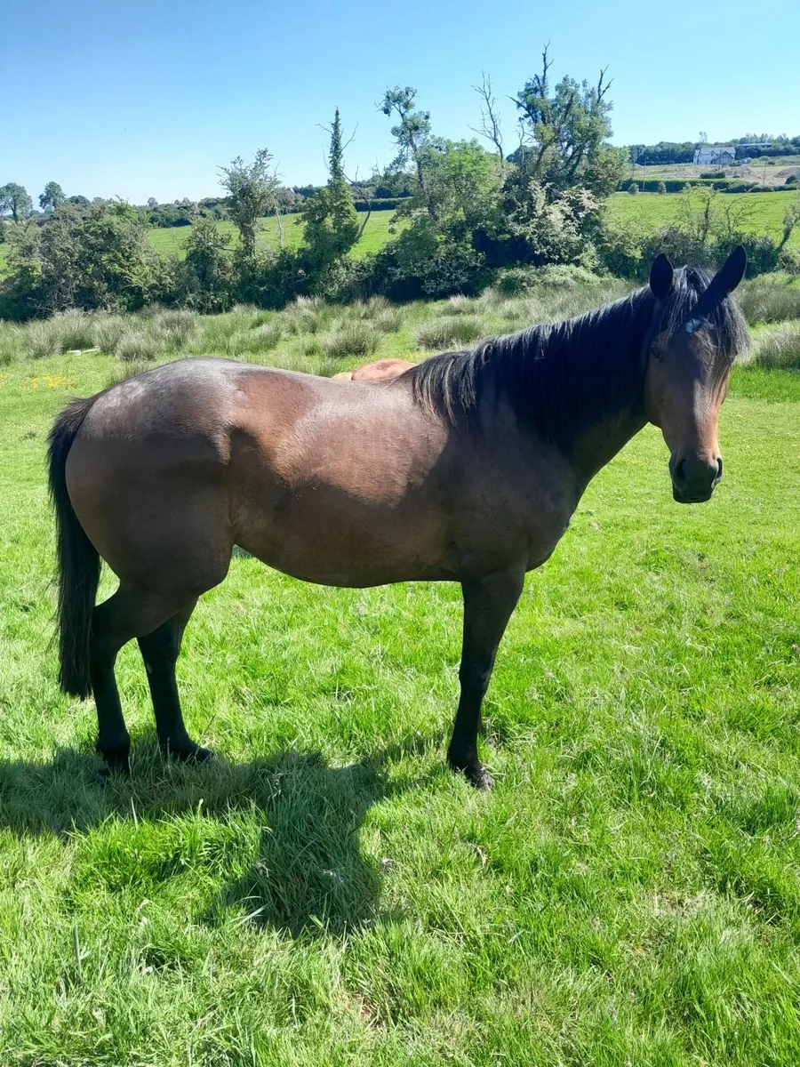 Horse - Image 4