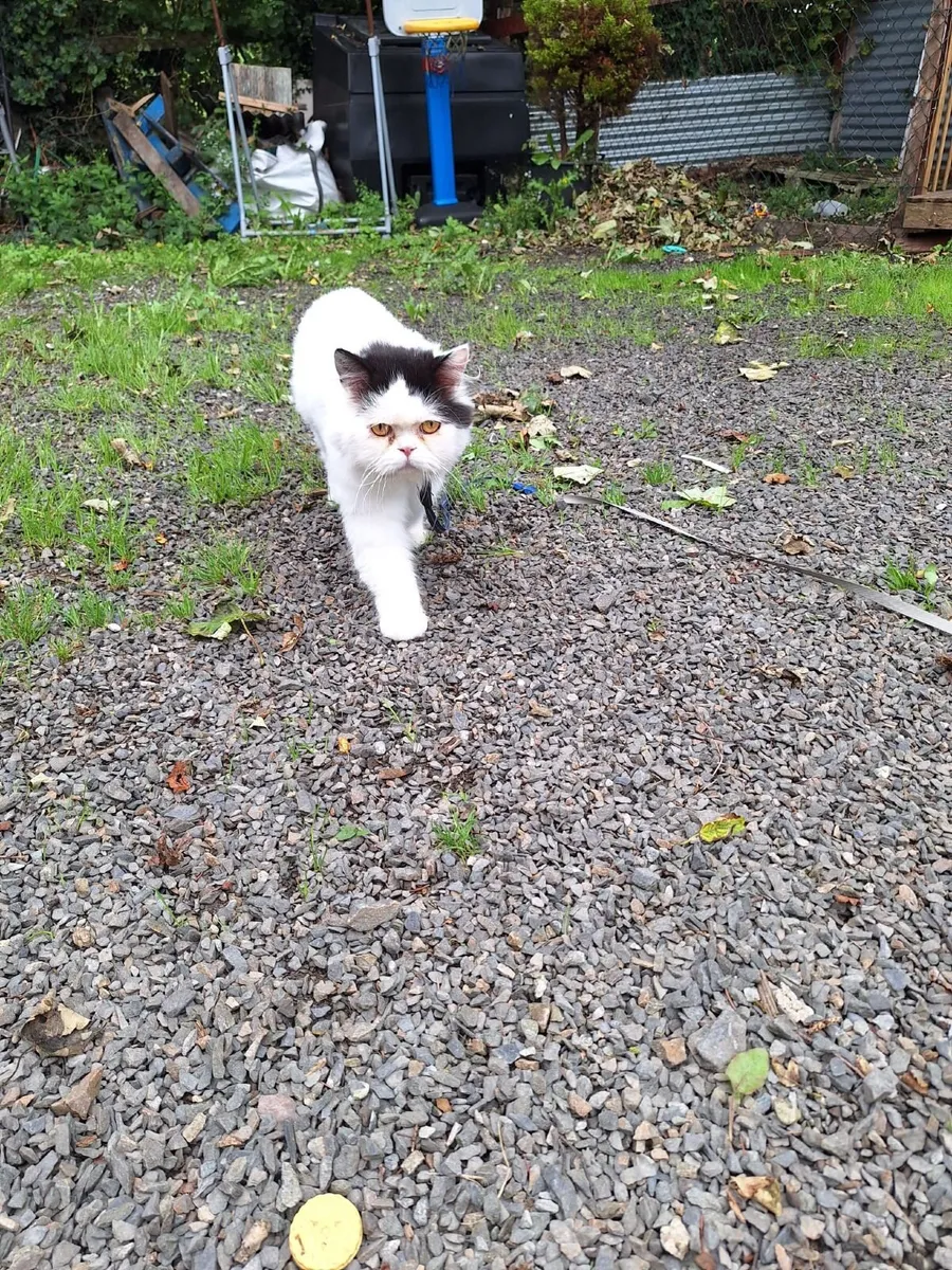 FREE Scottish shorthair male - Image 3