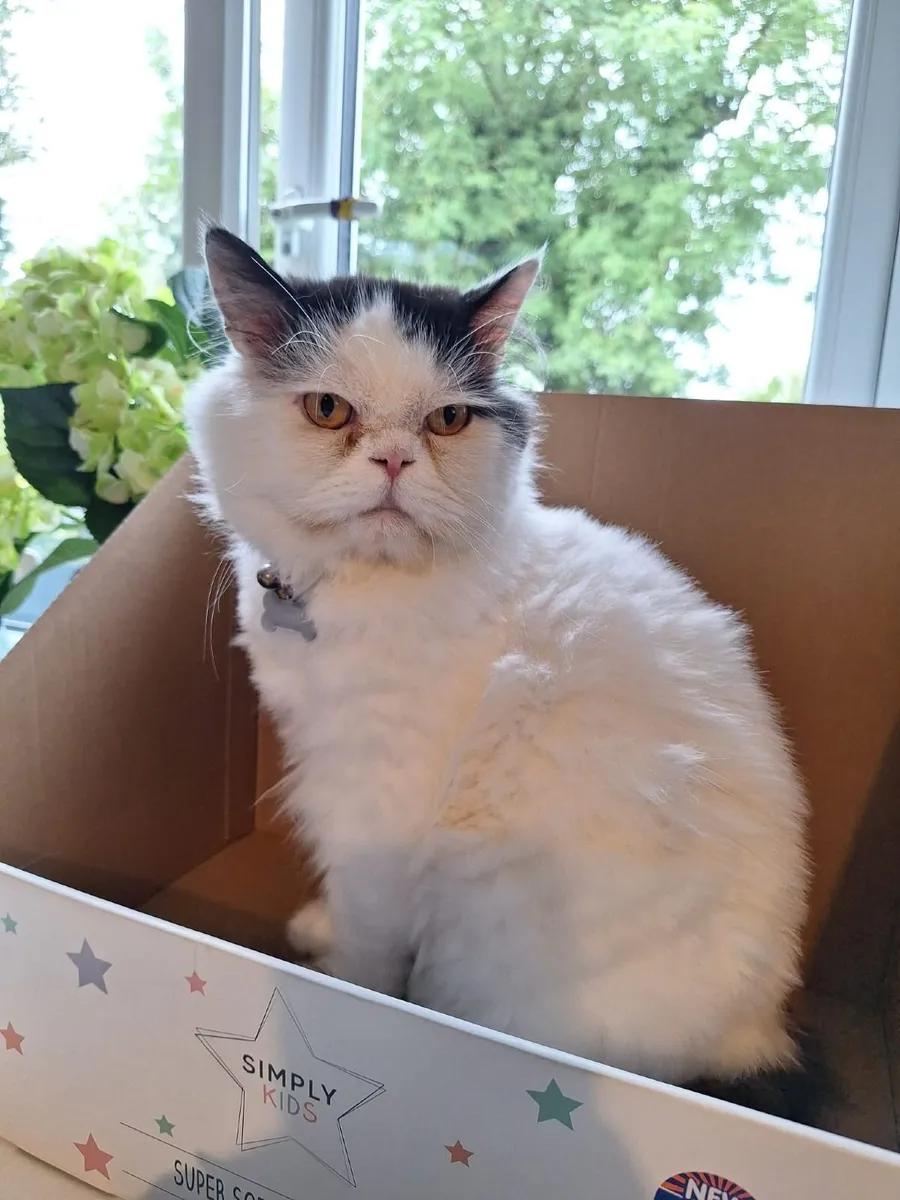 FREE Scottish shorthair male - Image 1