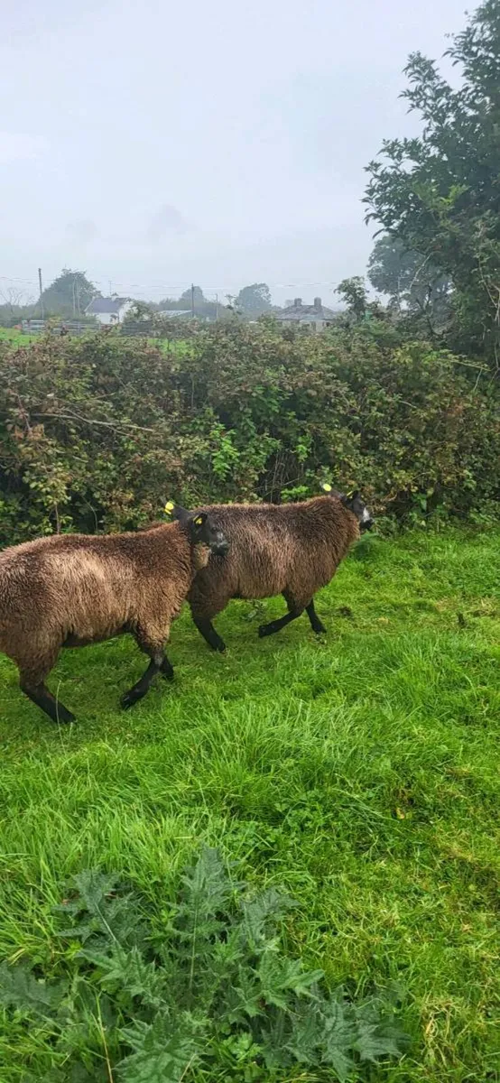 Blue Texel PBR Ram Lambs SIS elegible - Image 2