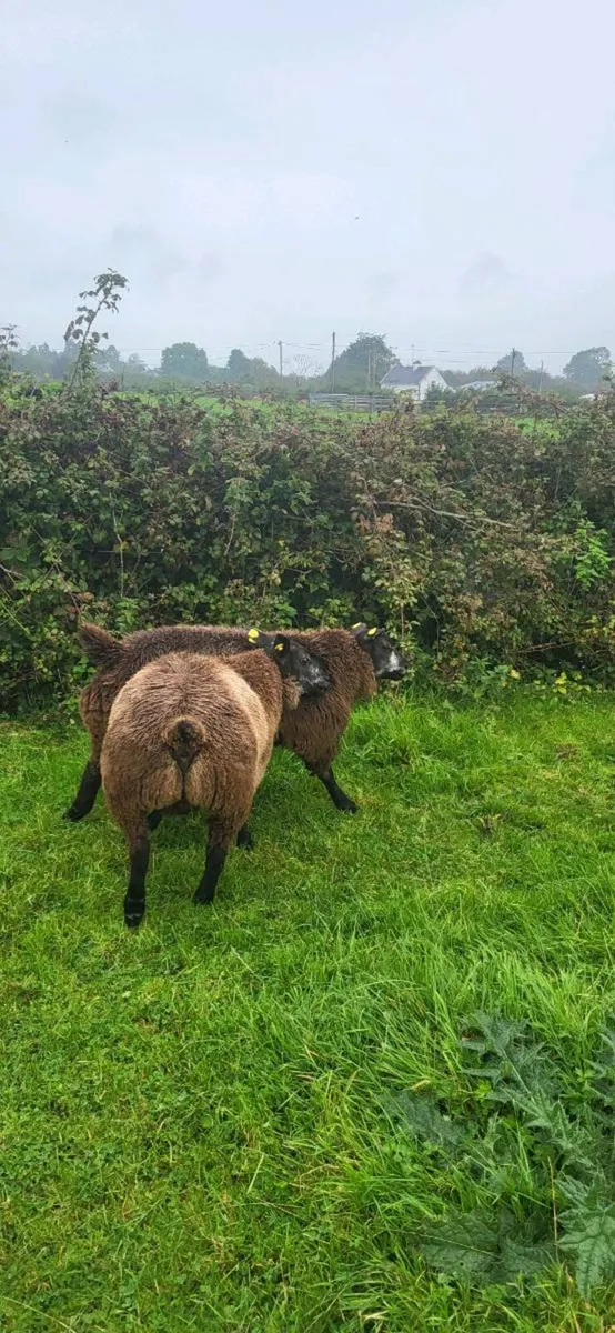 Blue Texel PBR Ram Lambs SIS elegible - Image 3