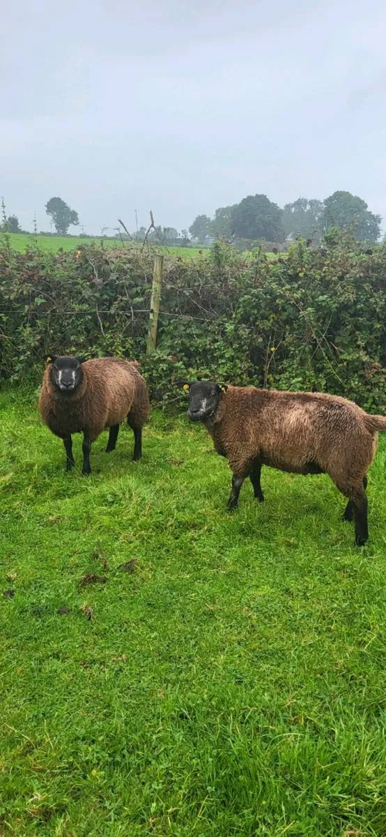 Blue Texel PBR Ram Lambs SIS elegible - Image 4