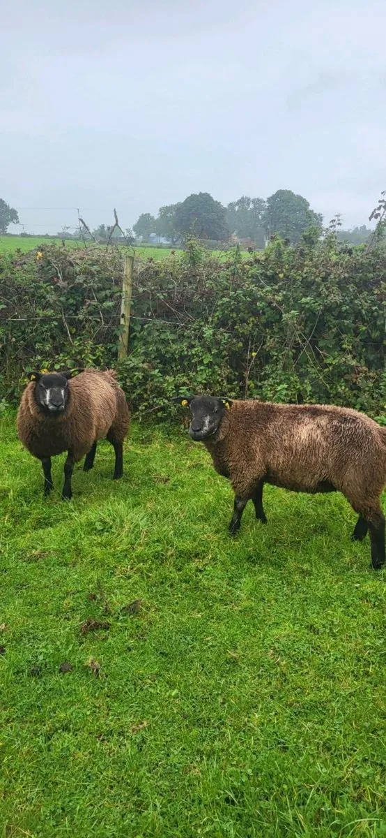 Blue Texel PBR Ram Lambs SIS elegible - Image 1