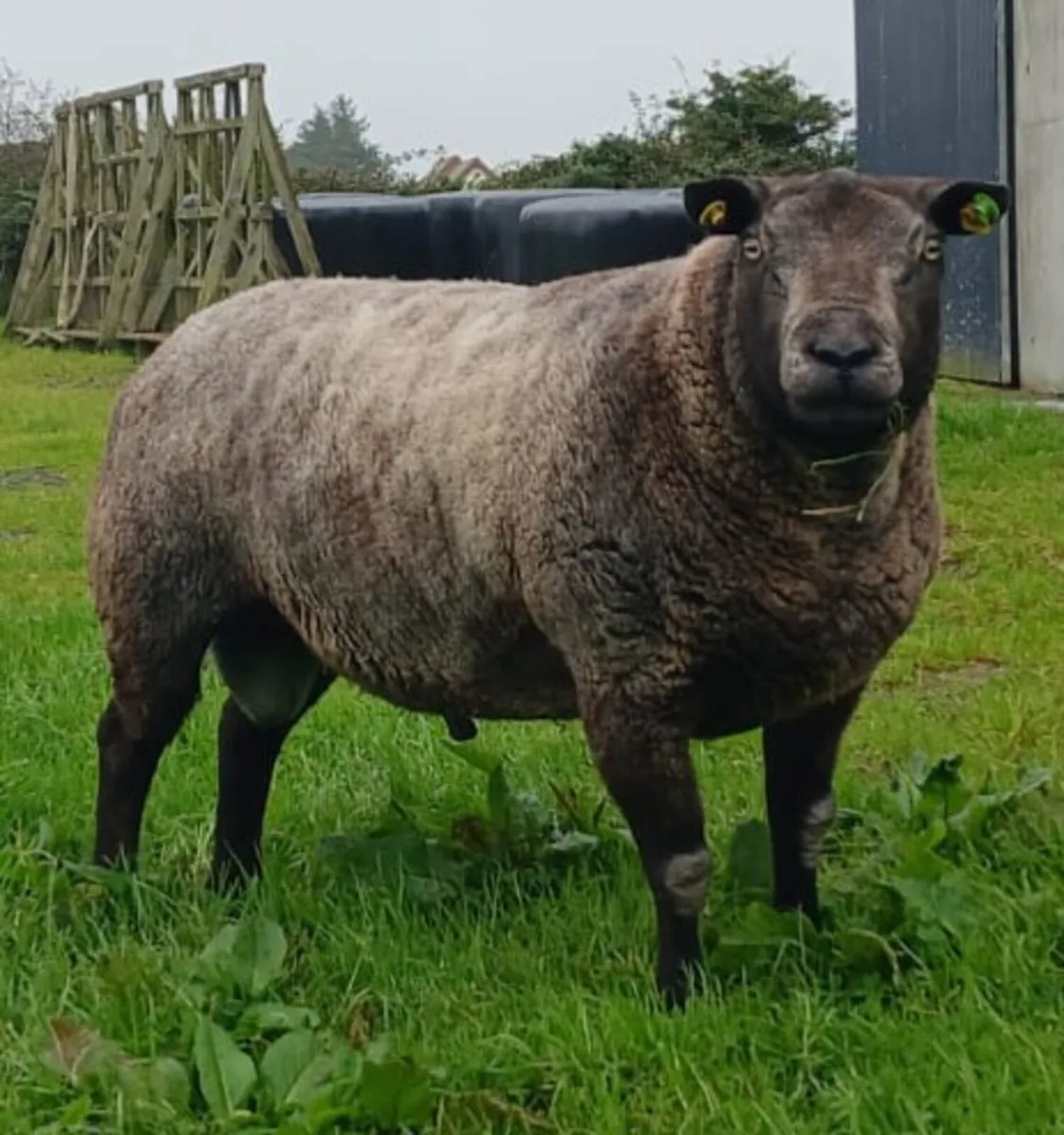 Ram - Image 1