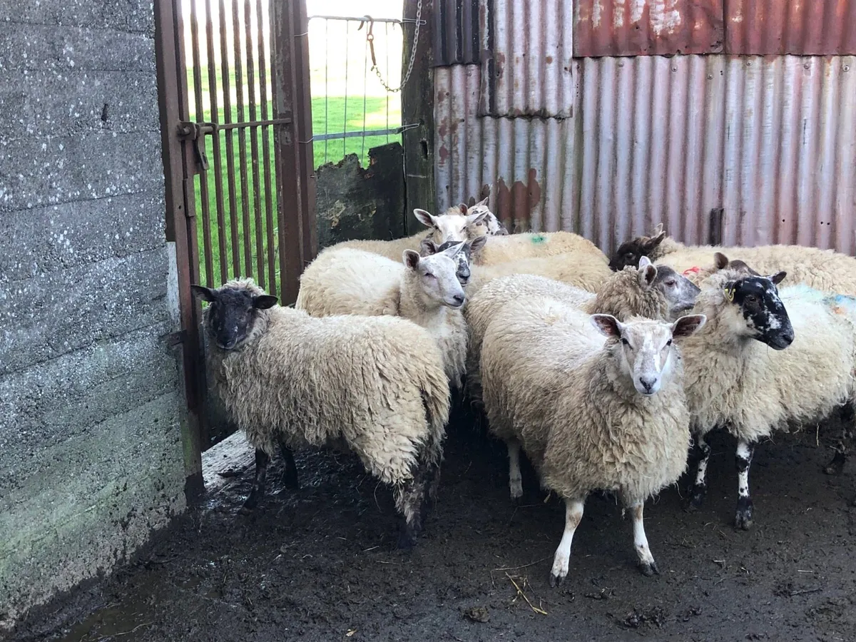 Ewe lambs , cull ewes - Image 1