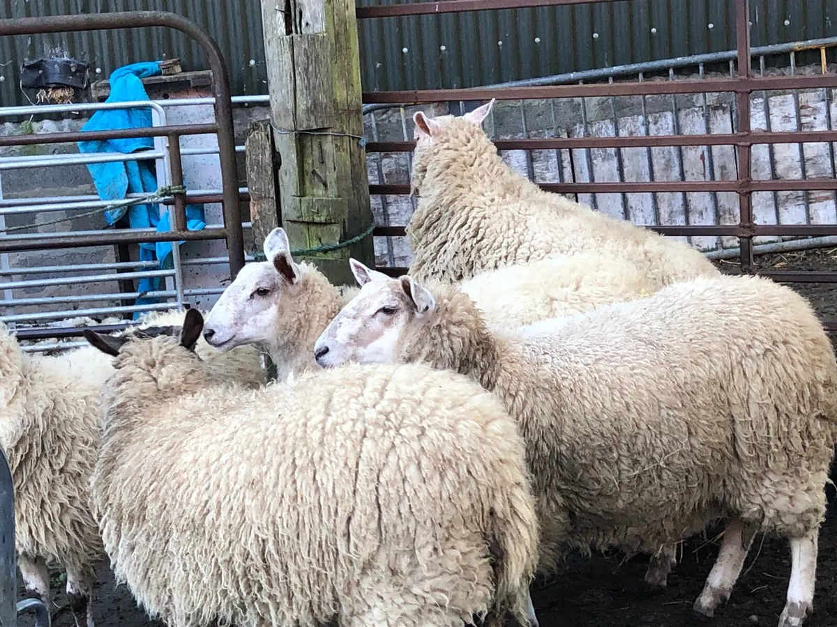 Ewe lambs , cull ewes - Image 2
