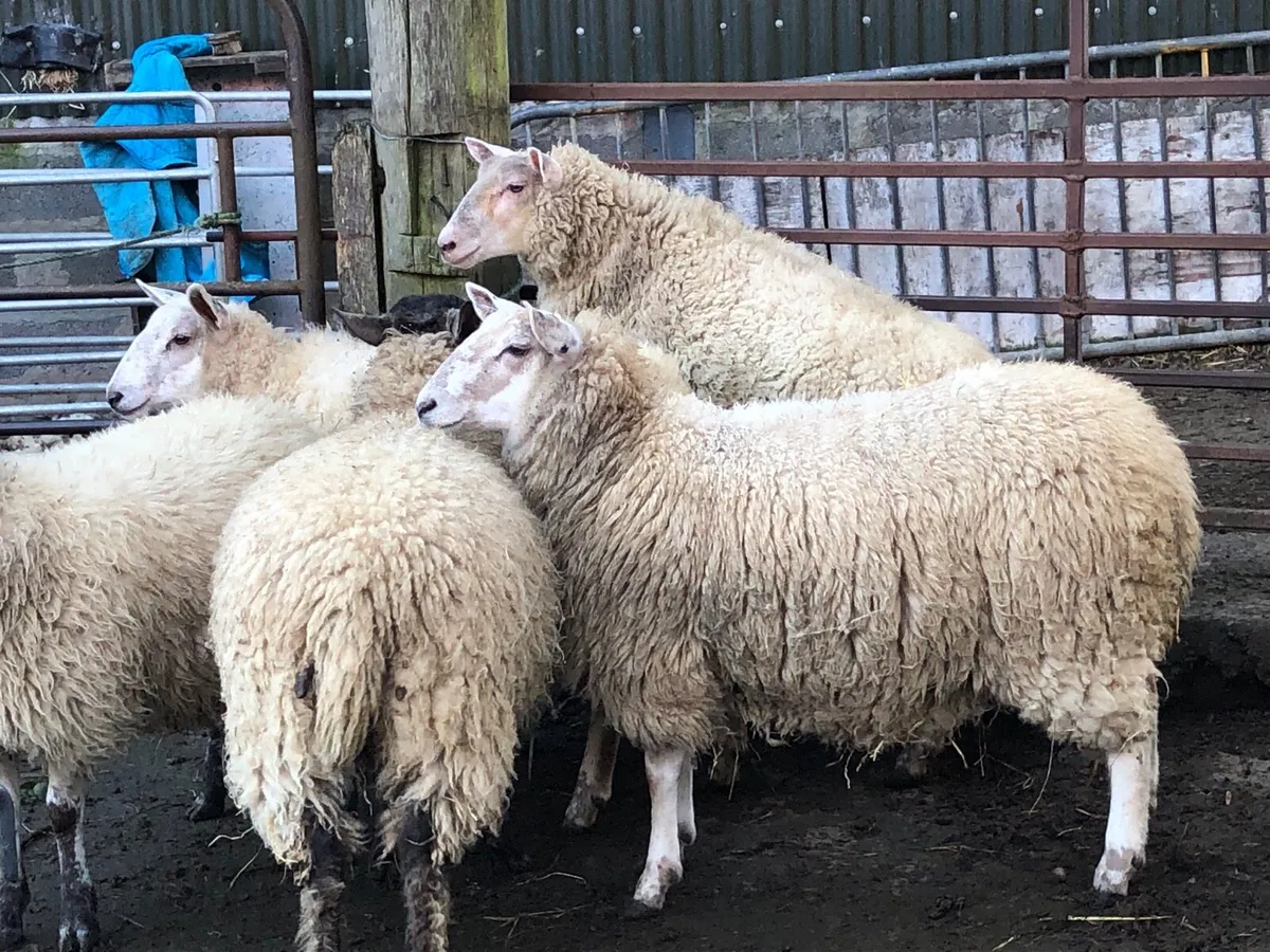 Ewe lambs , cull ewes - Image 3