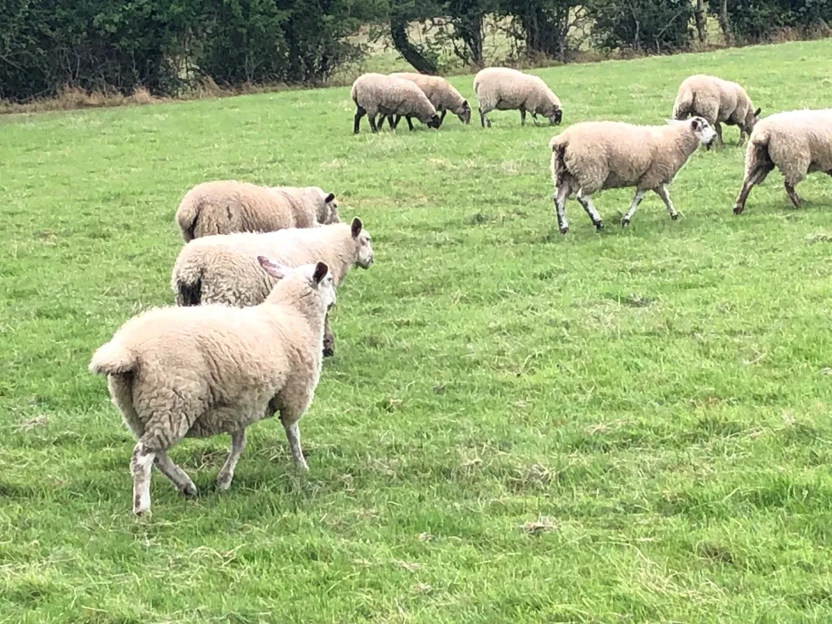 Ewe lambs , cull ewes - Image 4