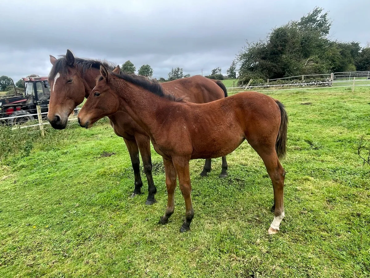 Filly Foal ISH by Harper Du Seigneur - Image 2