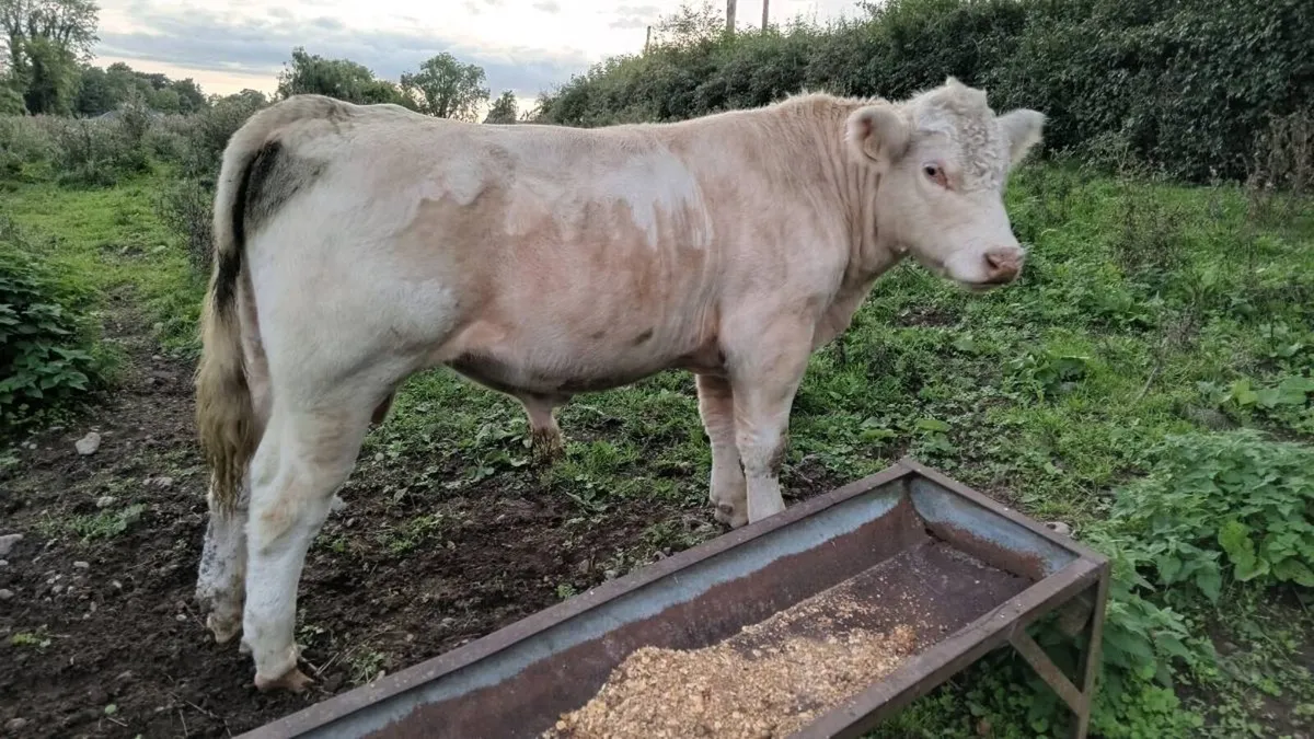 Pedigree shorthorn bull - Image 1
