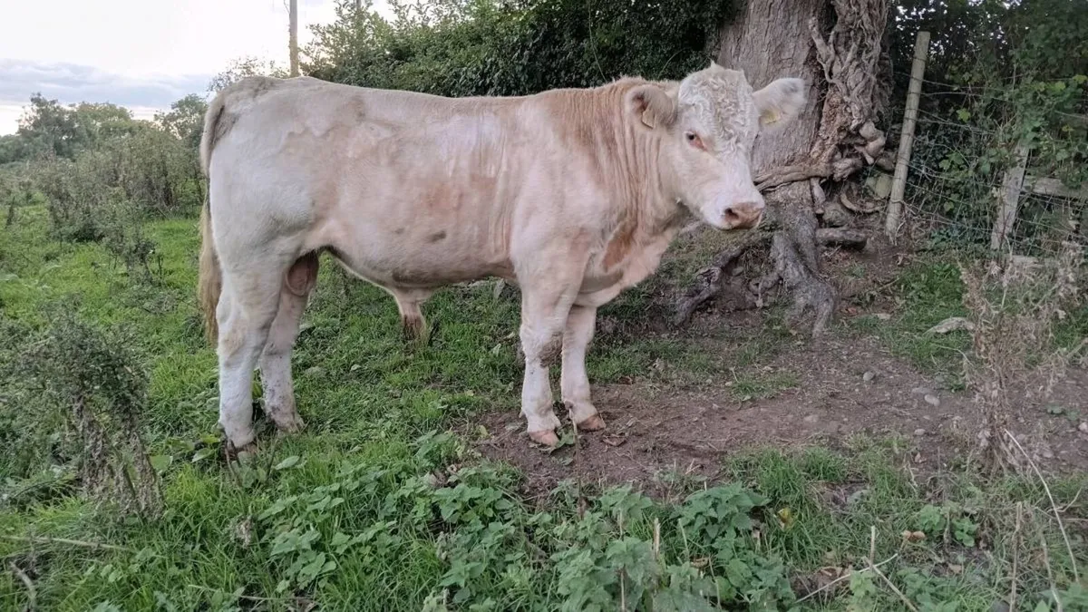 Pedigree shorthorn bull - Image 2