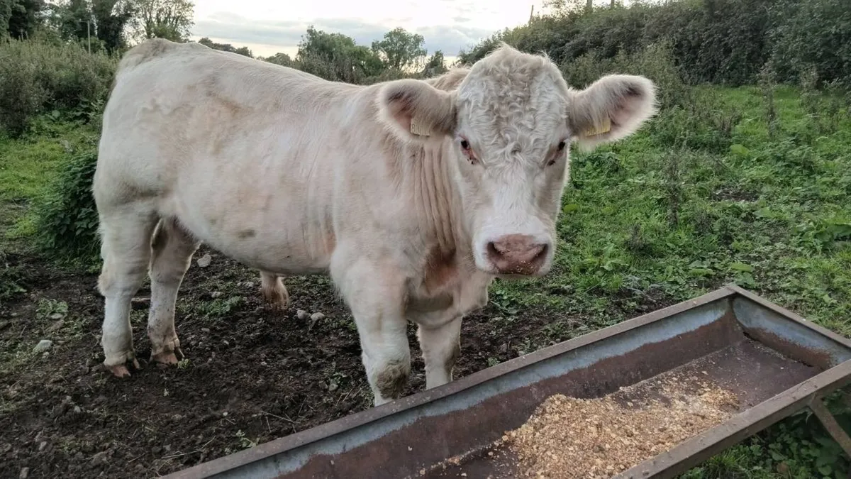 Pedigree shorthorn bull - Image 3