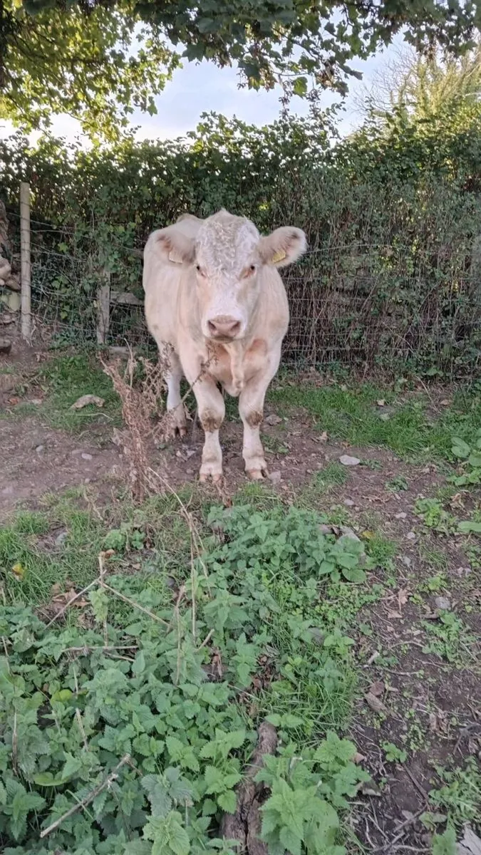 Pedigree shorthorn bull - Image 4