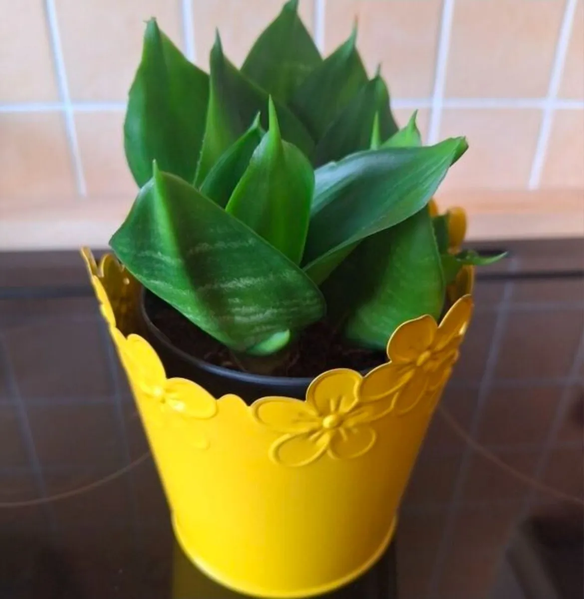 Small Sansevieria Hahnii in Yellow Pot - Image 1