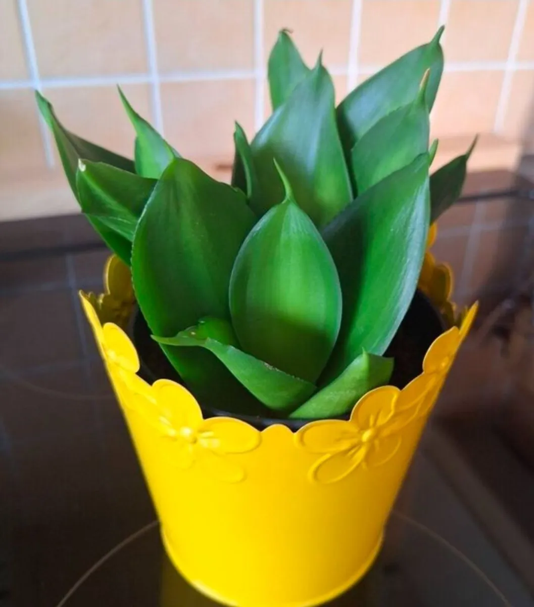 Small Sansevieria Hahnii in Yellow Pot - Image 4