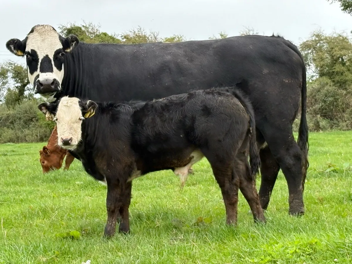 Super u grade second calved cow and bull calf - Image 2