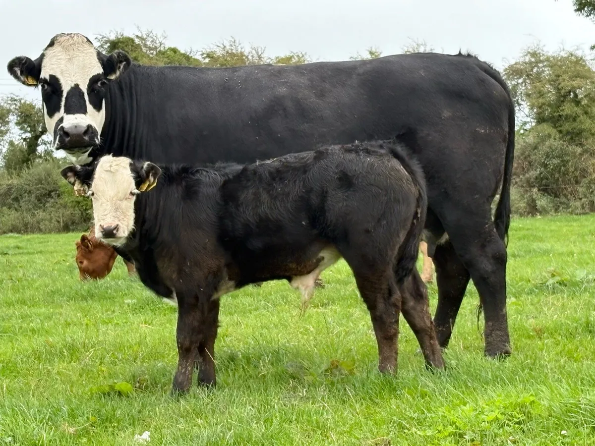 Super u grade second calved cow and bull calf - Image 1