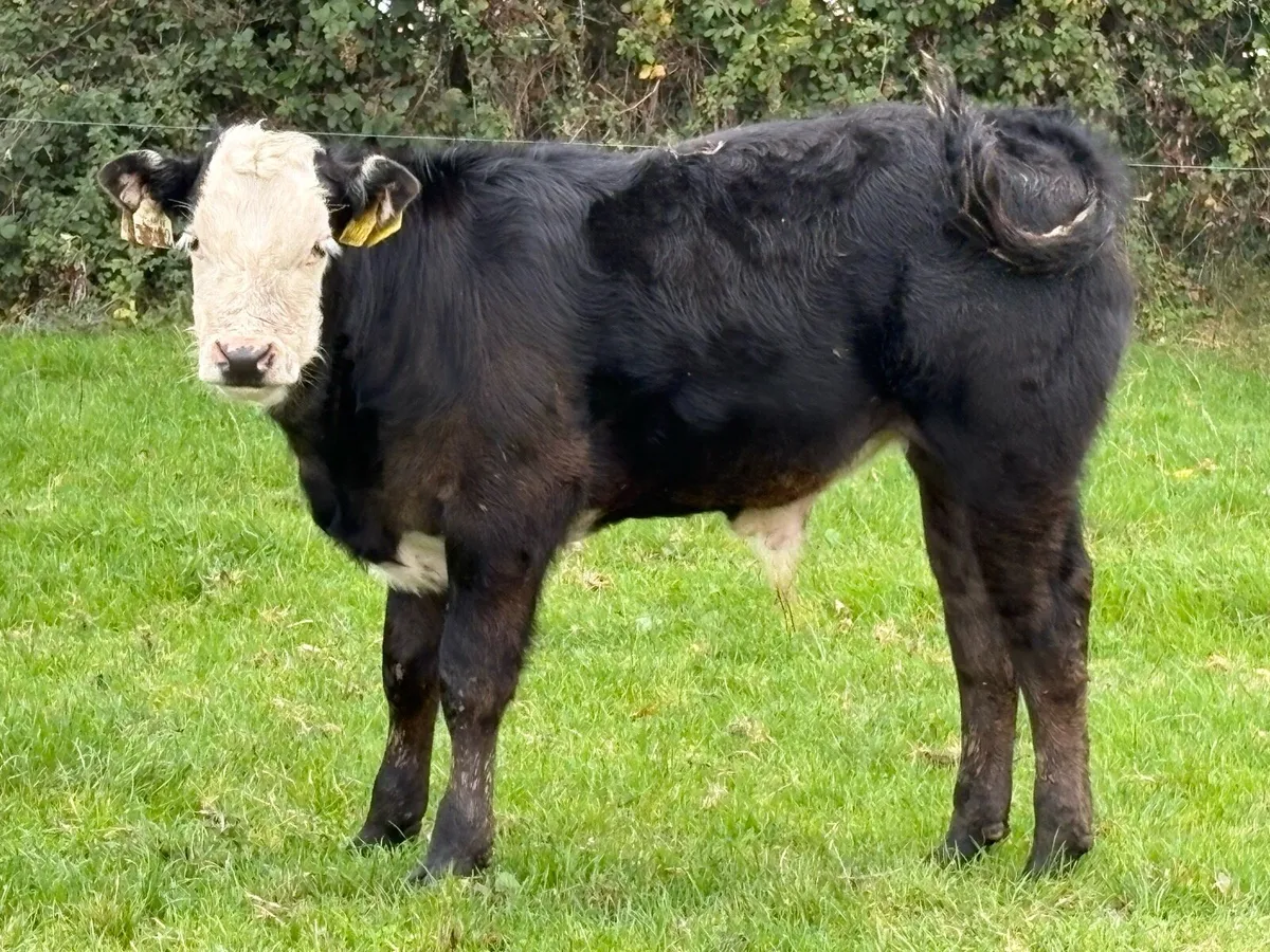 Super u grade second calved cow and bull calf - Image 3