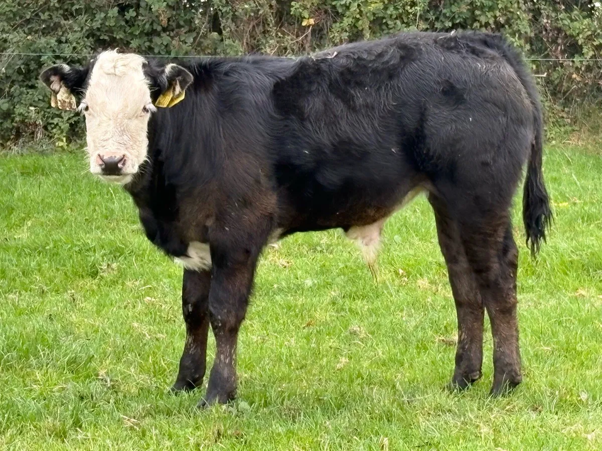 Super u grade second calved cow and bull calf - Image 4