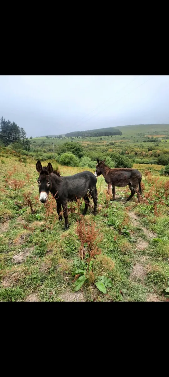 Donkey