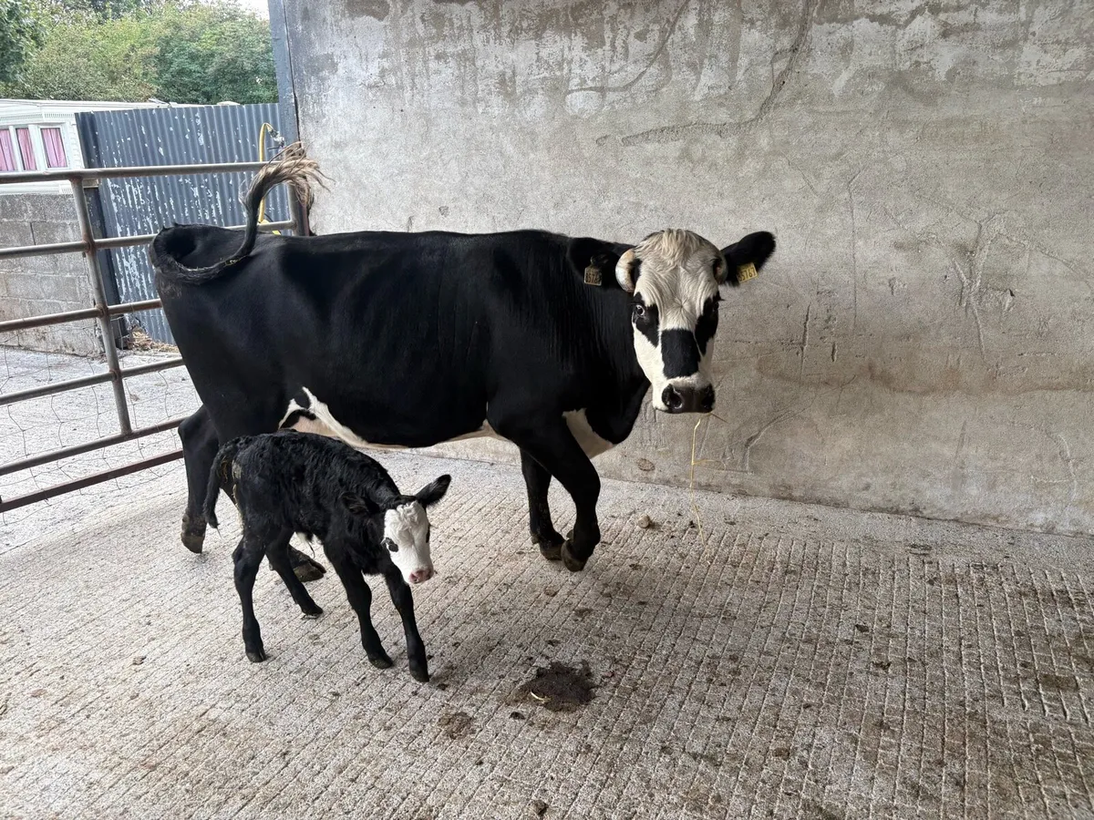 Hereford cows with calves - Image 2