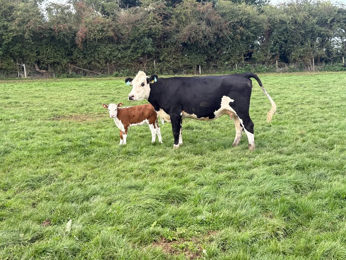 Hereford cows with calves - Image 3
