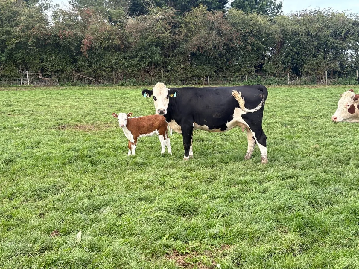 Hereford cows with calves - Image 1