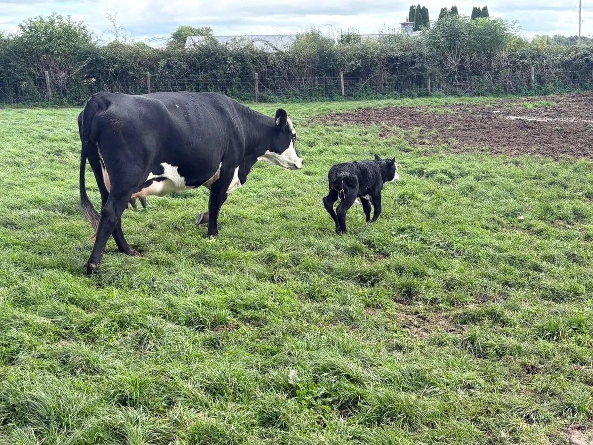 Hereford cows with calves - Image 4