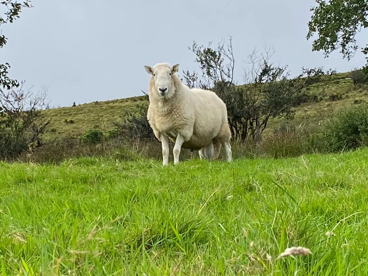 Cheviot ram - Image 1