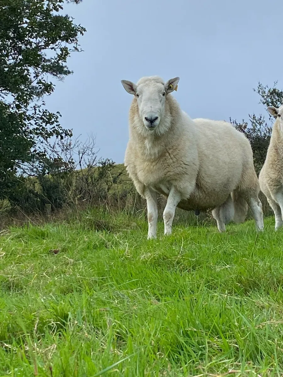 Cheviot ram - Image 2