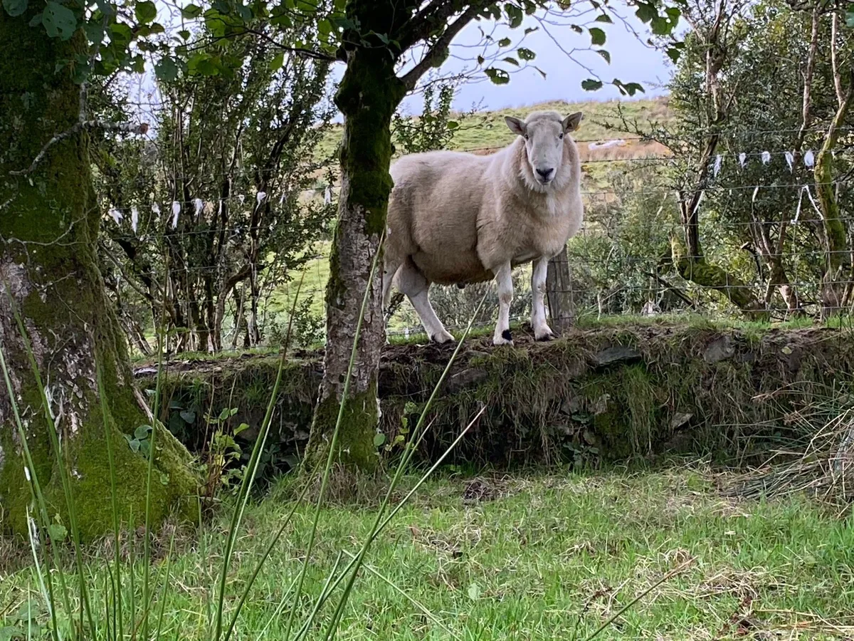 Cheviot ram - Image 3