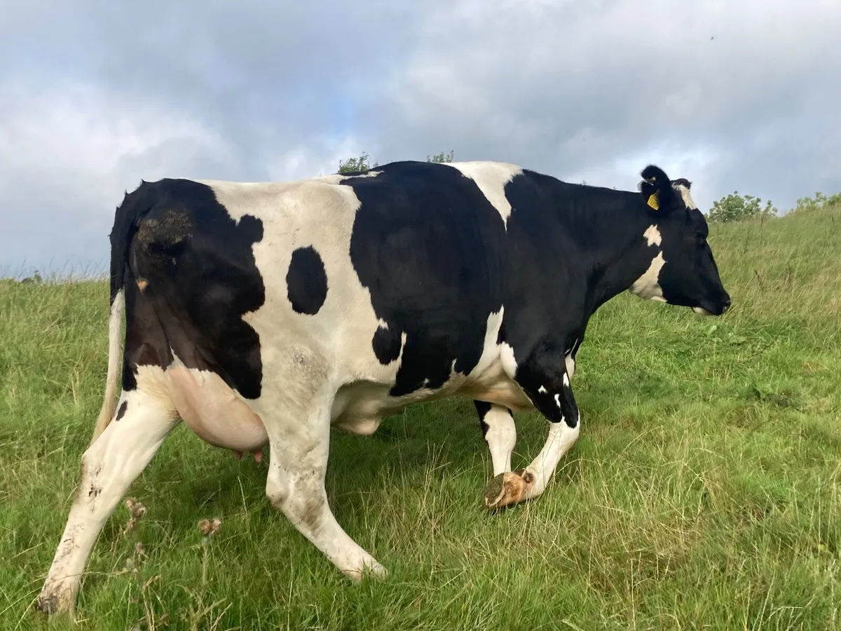 Dairy cattle - Image 2