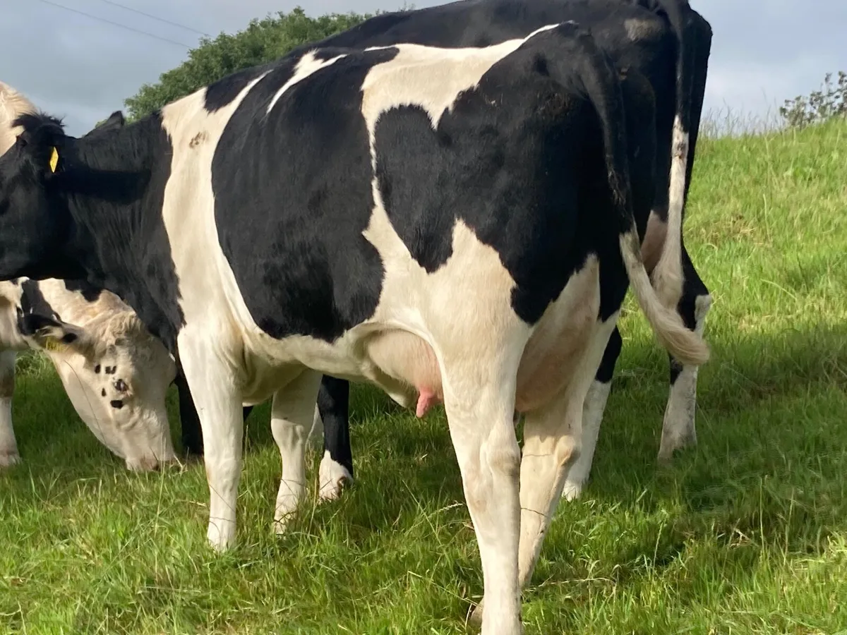 Dairy cattle - Image 3