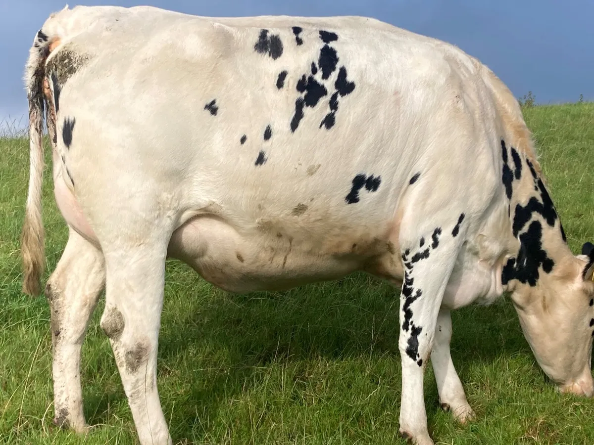Dairy cattle - Image 1