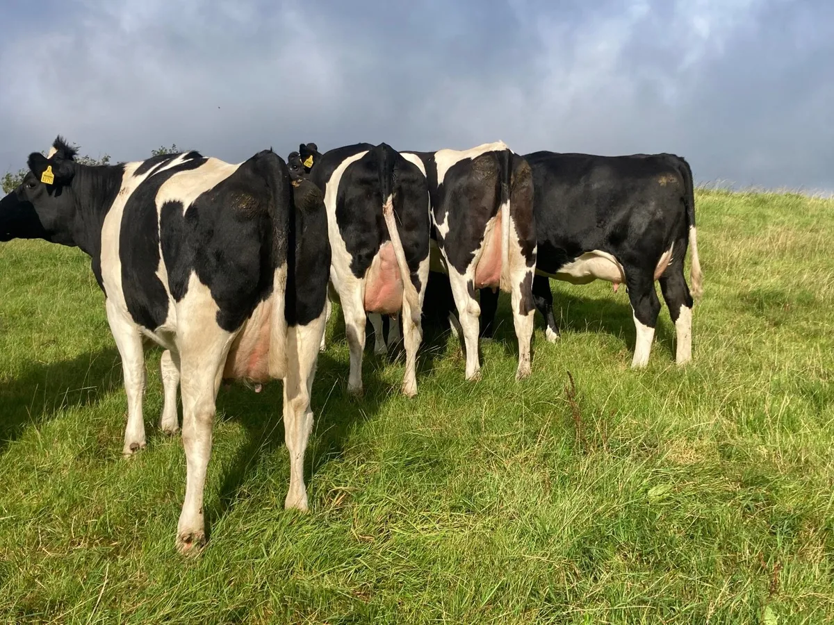 Dairy cattle - Image 4