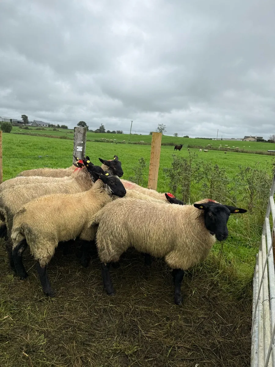 Ewe lambs - Image 1