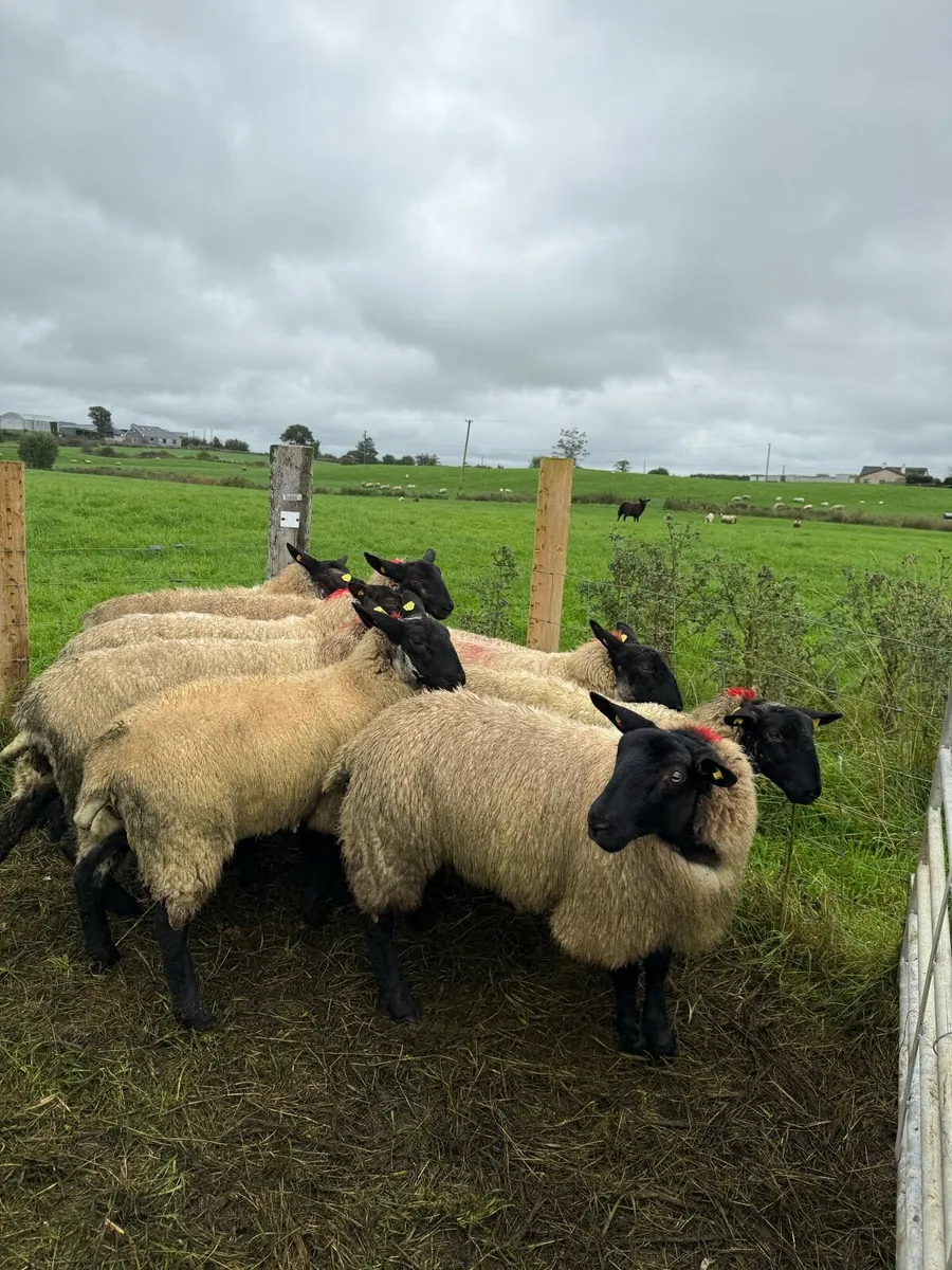 Ewe lambs - Image 3