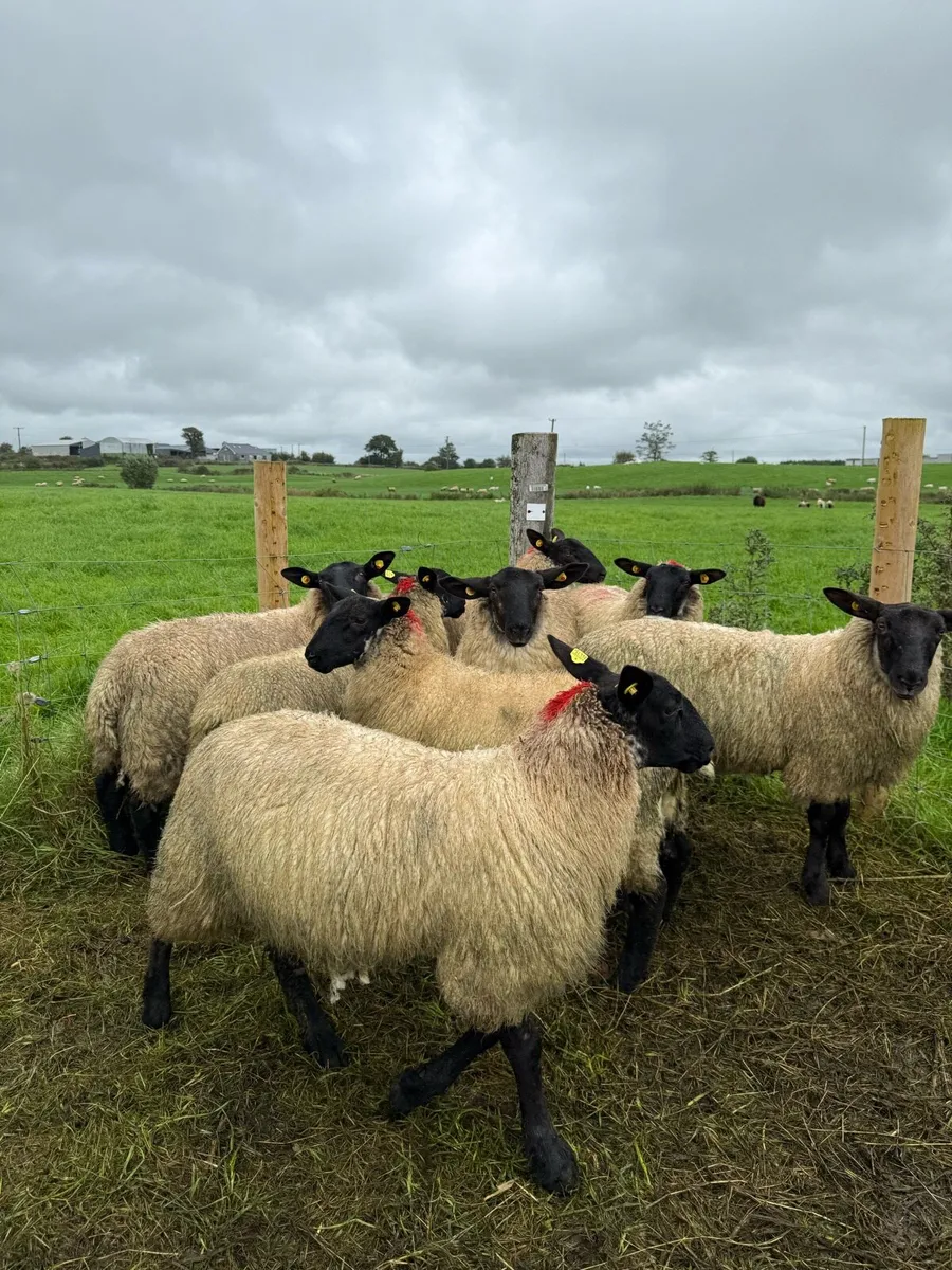 Ewe lambs - Image 2