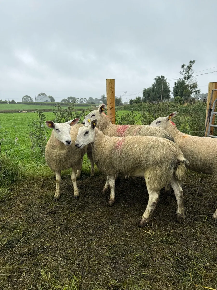 Ewe lambs - Image 4