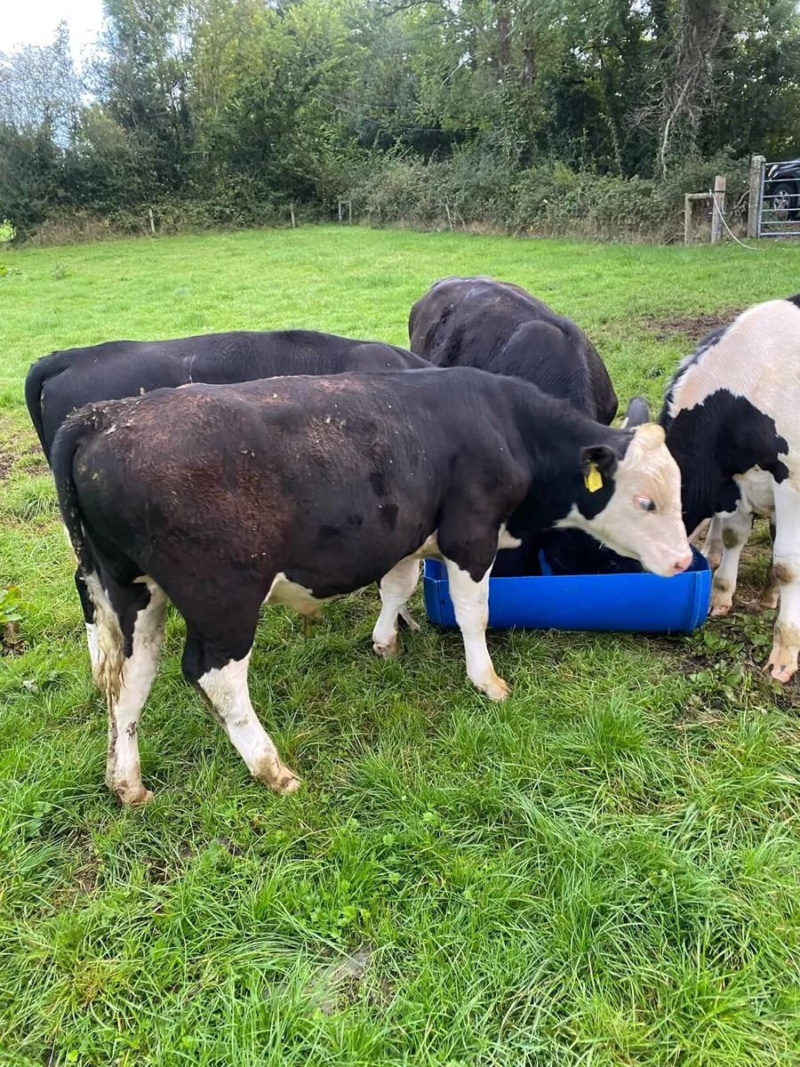 Weanling bulls - Image 1