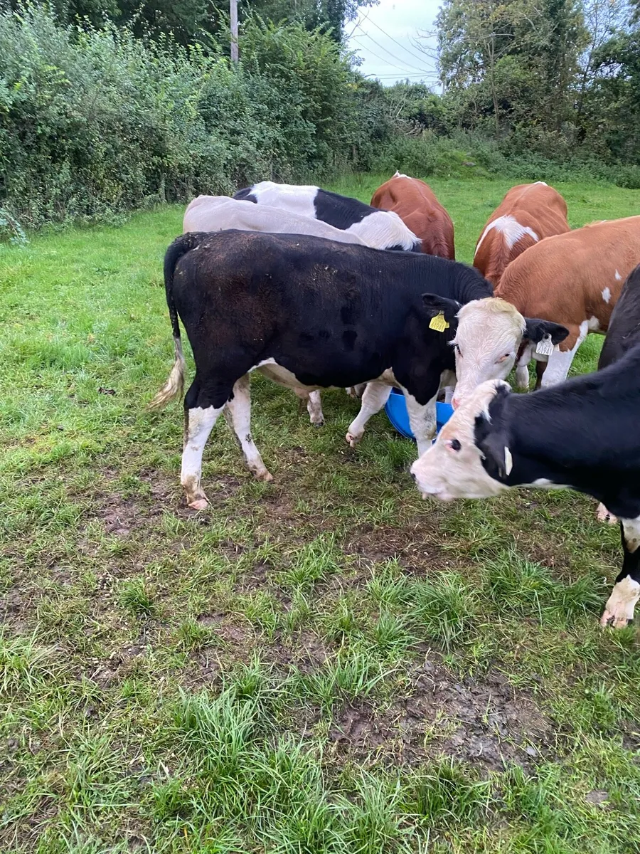 Weanling bulls - Image 2