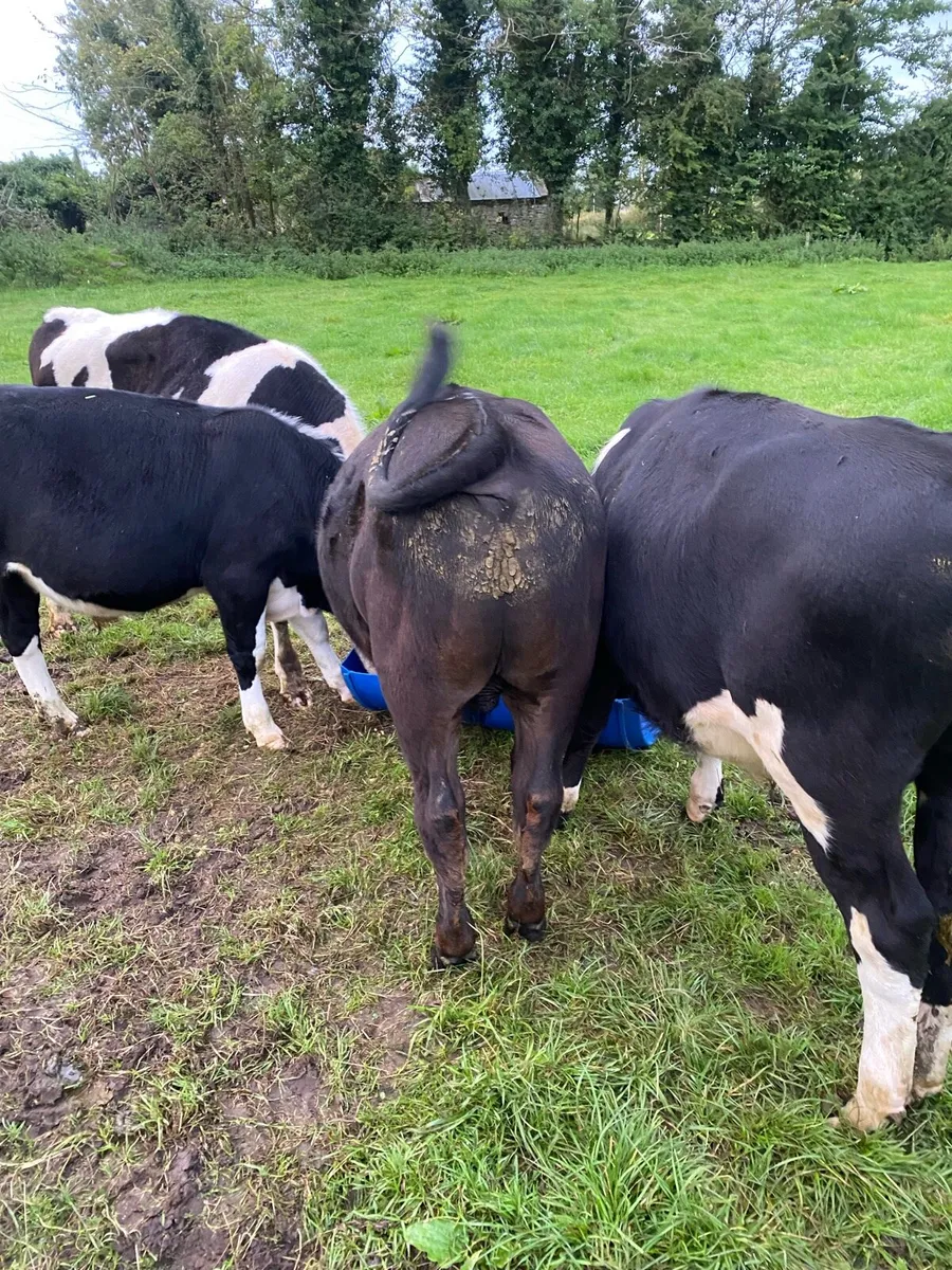 Weanling bulls - Image 3