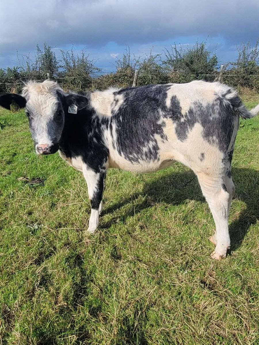 5 bbx Heifers - Image 3