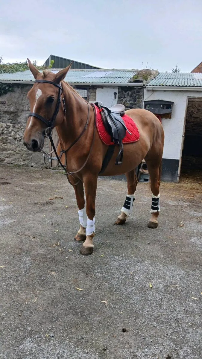 16 hands mare. - Image 3