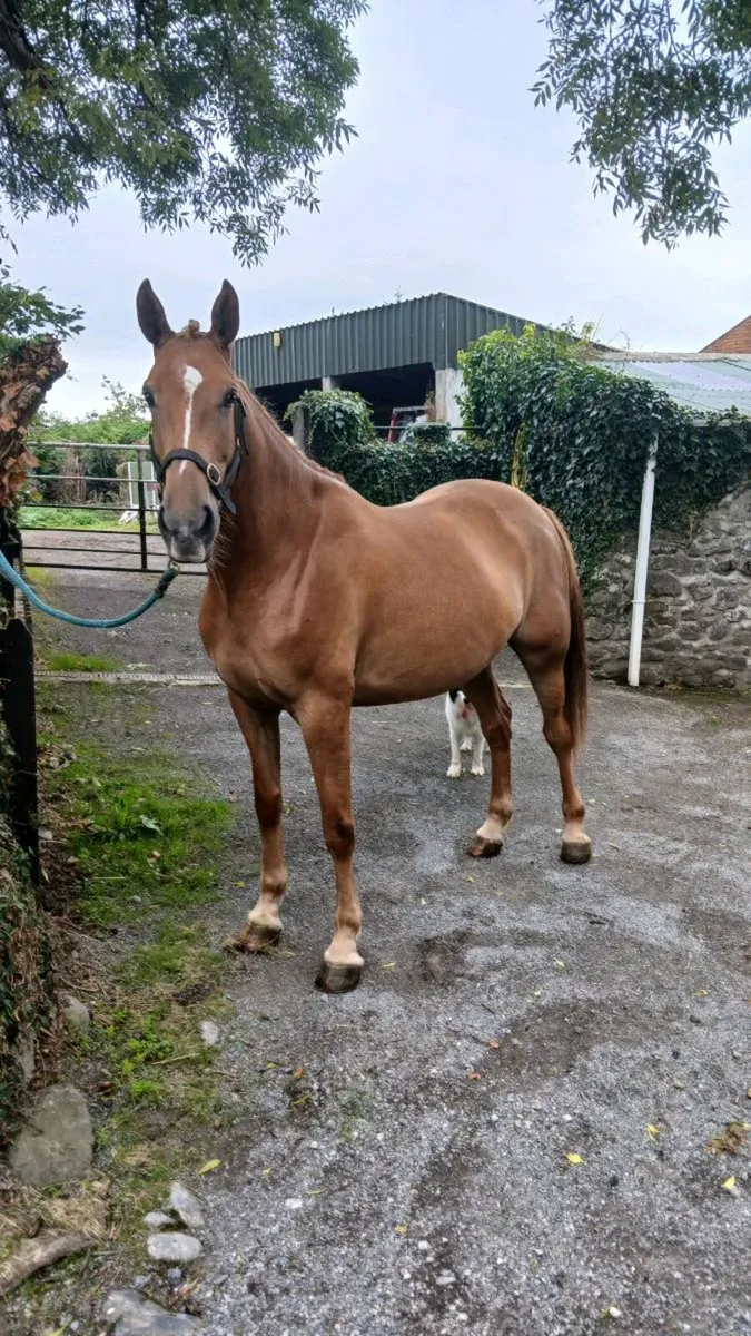 16 hands mare. - Image 4