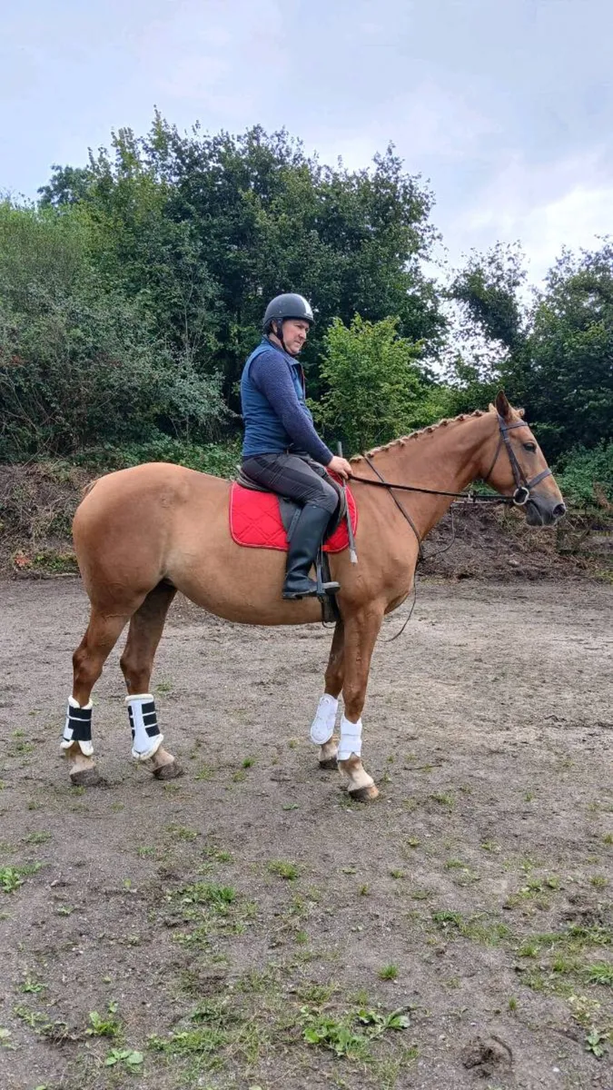16 hands mare. - Image 1