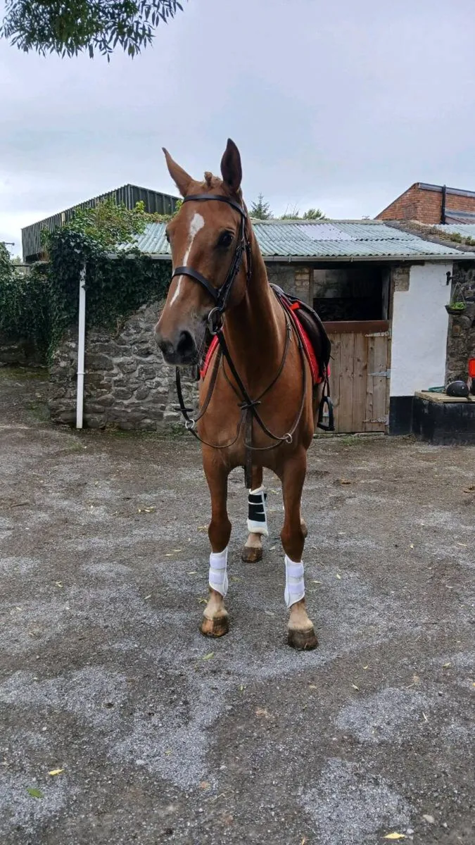 16 hands mare. - Image 2