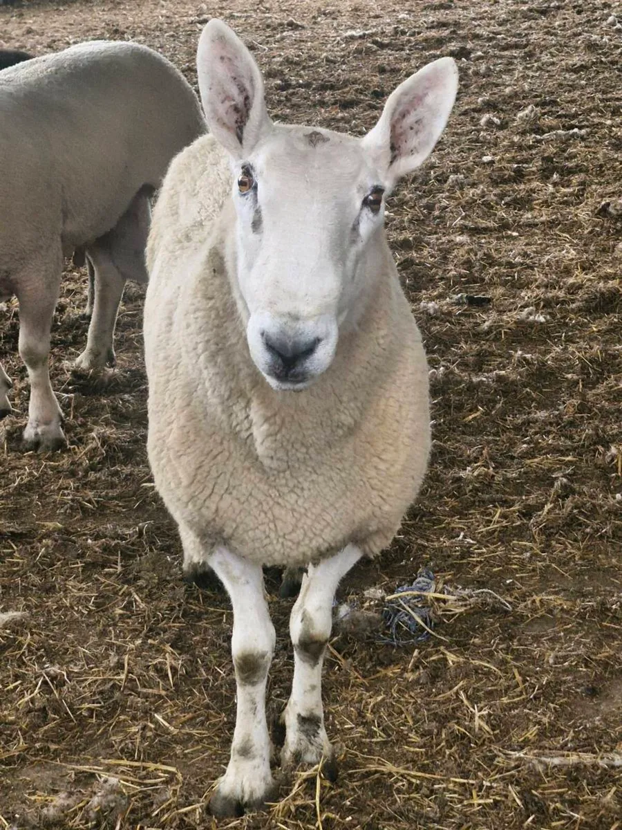 Border leicester Ram - Image 2