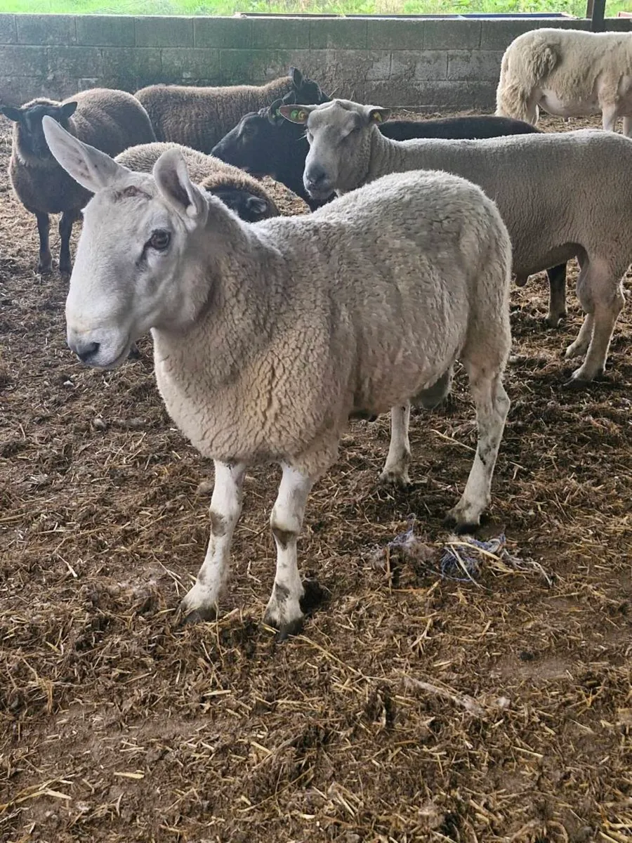 Border leicester Ram - Image 3