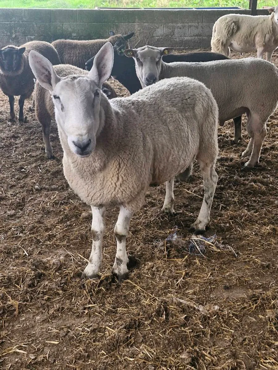 Border leicester Ram - Image 1